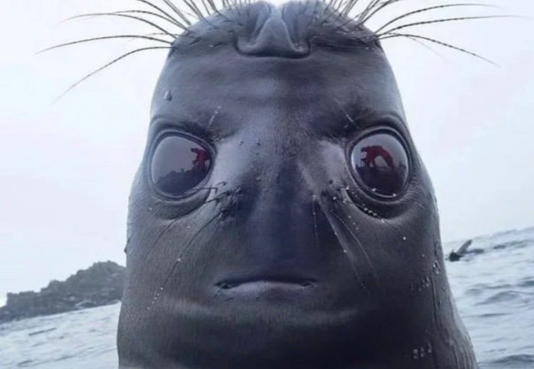 La curiosa imagen de una foca que ha revolucionado internet