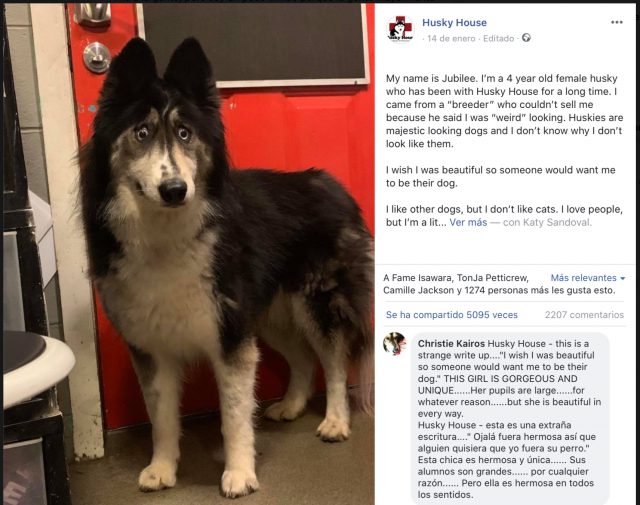 Un perro bizco triunfa en las redes sociales 1 3A7869A9 032B 472C A155 3FFD40B3DF40