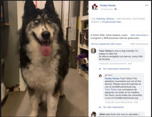 Un perro bizco triunfa en las redes sociales 2 54BD409C FBAB 42DD B91E 17DC695E6991