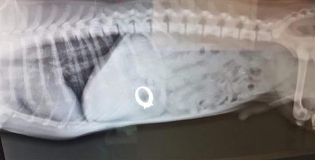 Pierde un anillo de miles de euros y un detector de metales lo encuentra en el interior de su perro 2 75BE797C 8ECE 4E2C BCA8 6358040993D7