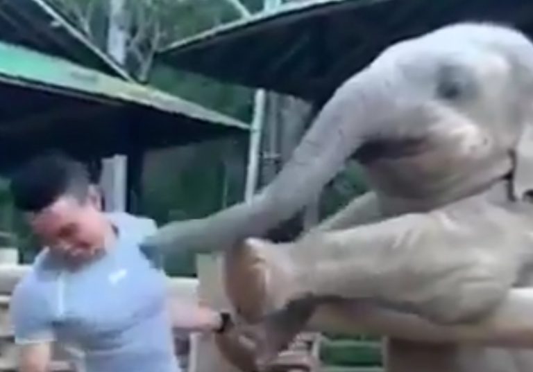 Un elefante juguetón enternece las redes sociales