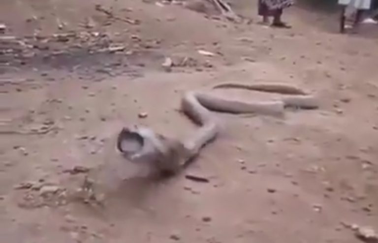 Una cobra agoniza hasta que logra vomitar lo que se había tragado