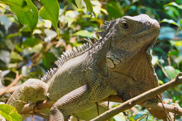Alerta en Florida por una 'lluvia de iguanas congeladas'