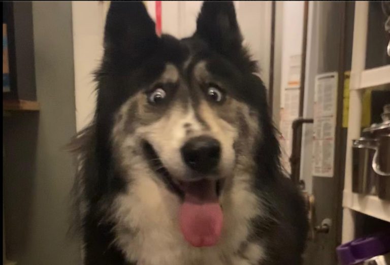 Un perro bizco triunfa en las redes sociales