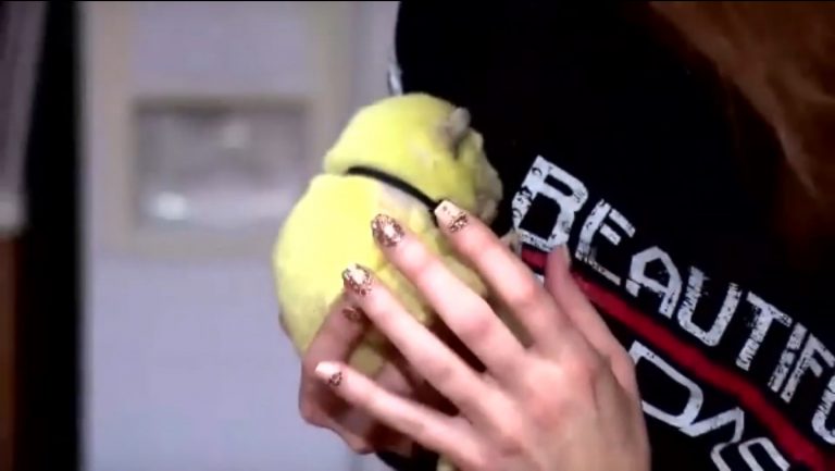 Una perra pare un cachorro de color “verde lima”
