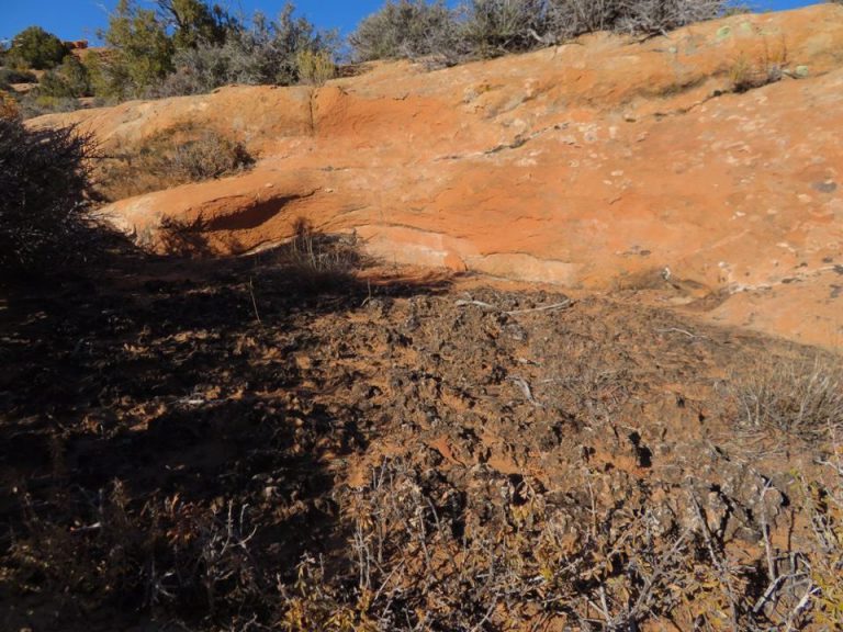 Reto visual: trate de encontrar un lagarto en esta fotografía