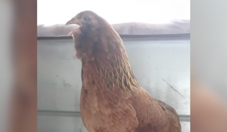La risa de una gallina tras escuchar el chiste de su granjero
