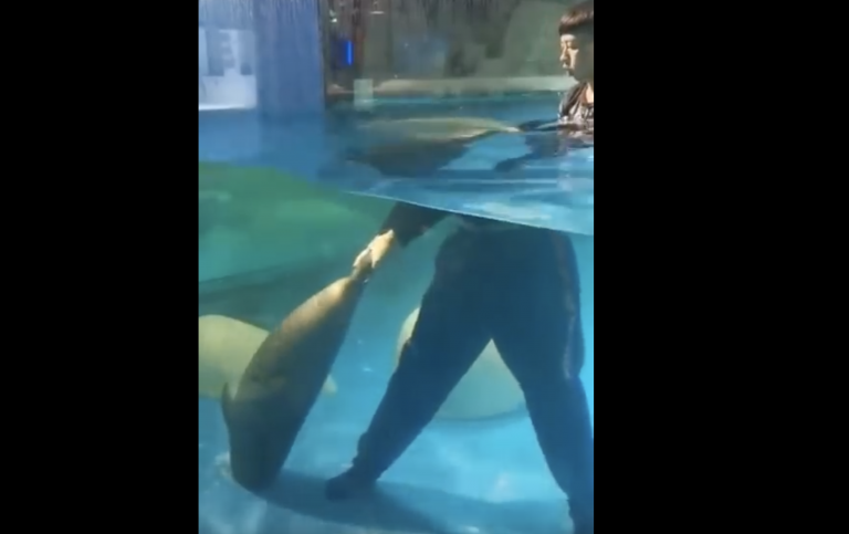 Muere una foca atrapada en un drenaje del acuario ante la mirada de los visitantes