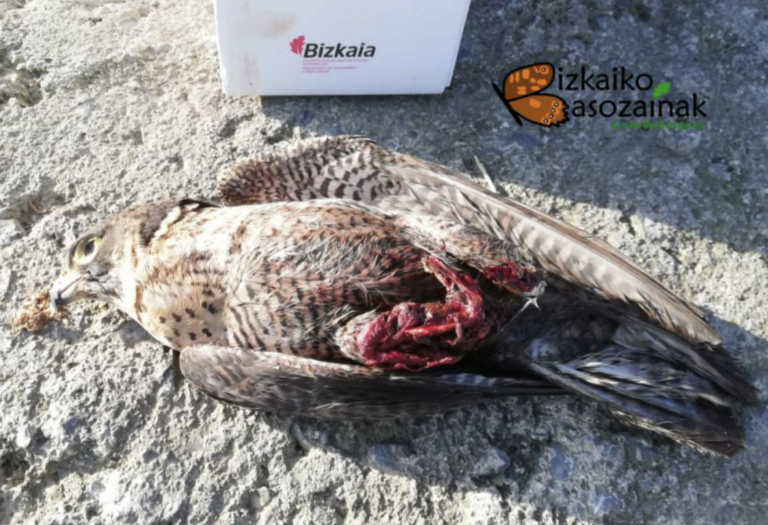Un dron acaba con la vida de un halcón peregrino en Getxo