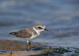 Chorlitejo patinegro