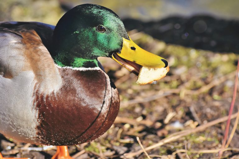 Un pato alimenta a los peces de un estanque y revoluciona internet