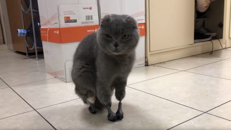 Una gata logra caminar de nuevo gracias a sus patas de titanio
