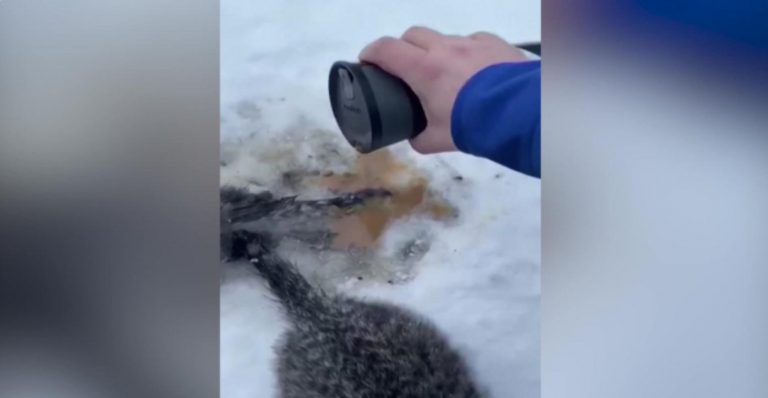 Un hombre salva a tres gatos de morir congelados con un poco de café caliente