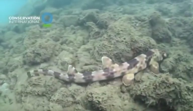 Descubren una nueva especie de escualo, ‘el tiburón andarín’, caminado por los fondos marinos