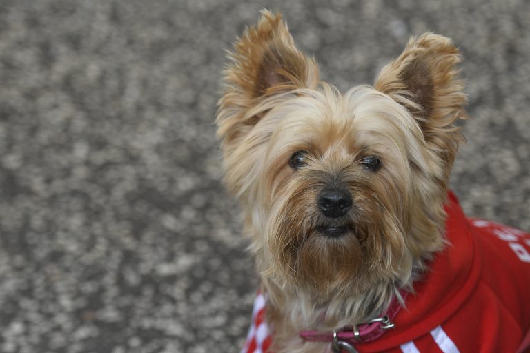 Sale a información pública la ordenanza de tenencia de animales de compañía