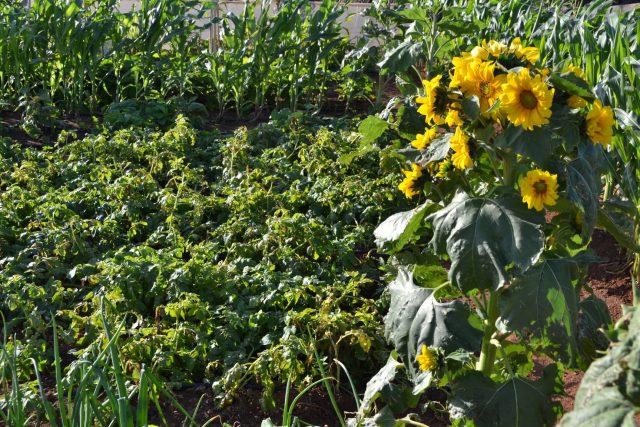 Sexto aniversario de los Huertos Comunitarios de Agüimes 3 huertos comunitarios 2