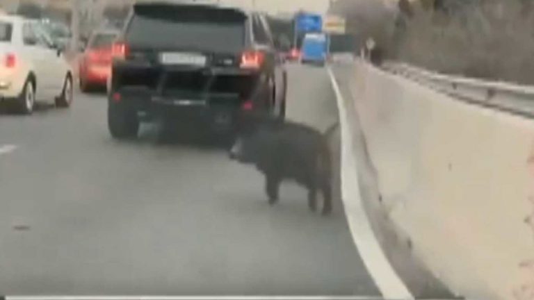 Graban a otro jabalí en Madrid: ahora cruzando la M-30 en pleno atasco