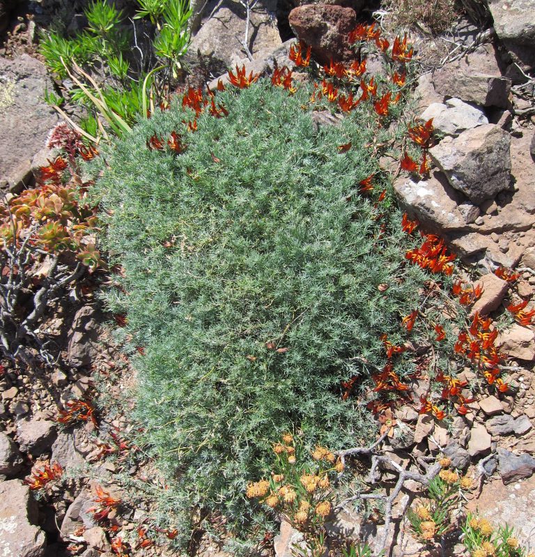 La revista científica ‘Botánica Macaronésica’ del Cabildo desvela cuatro nuevos taxones endémicos de Canarias, que ya suman 613