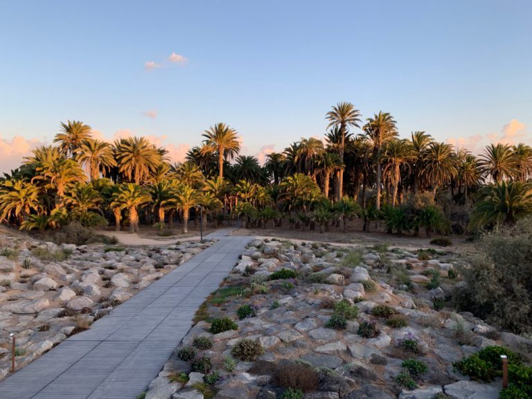 Tarajales que vomitan sal, balos extendidos por deposiciones de lagartos y la dama de Maspalomas, la exuberante naturaleza del Parque Tony Gallardo