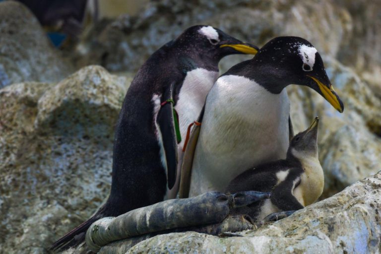 Loro Parque recibe el año dando la bienvenida a varias  crías de pingüino de diferentes especies