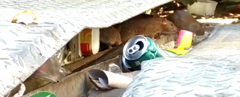 Invasión de ratas gigantes en Madrid