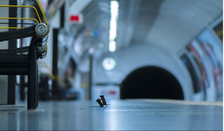 La imagen de dos ratones peleando que ha ganado un prestigioso concurso de fotografía