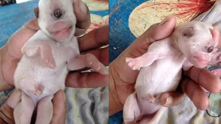 Nace un cachorro con un solo ojo