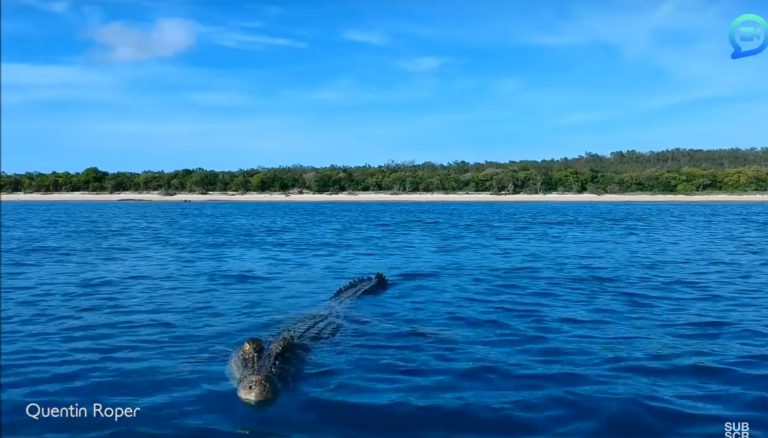 Un cocodrilo ataca a un dron en pleno vuelo