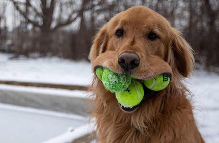 Récord Guinness: este perro es capaz de meterse en la boca seis pelotas de tenis a la vez