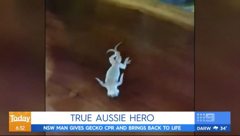 Revive a un pequeño lagarto, que encontró flotando en su cerveza, al hacerle un masaje cardiovascular