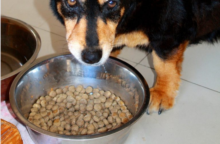Un hombre se alimenta durante 30 días de comida de perros para demostrar que es buena
