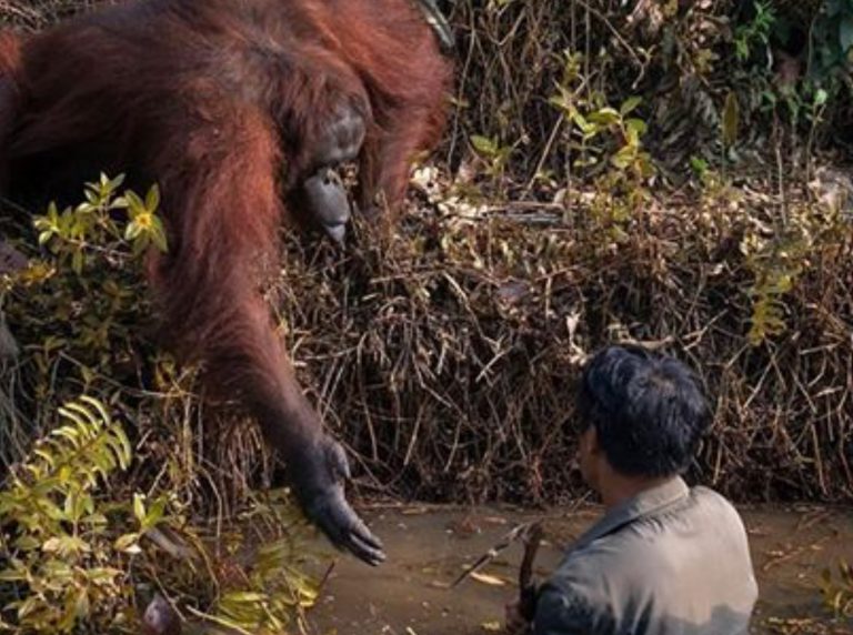 Un orangután ofrece su mano a un hombre atrapado en una charca