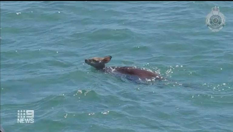 Rescatan a un canguro nadando perdido en alta mar