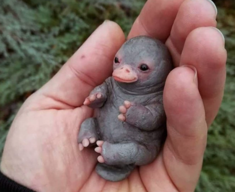 La verdad sobre la imagen de un bebé ornitorrinco que ha arrasado en internet