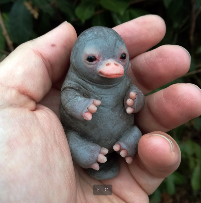 La verdad sobre la imagen de un bebé ornitorrinco que ha arrasado en internet 32 Captura de pantalla 2020 02 18 a las 15.36.05