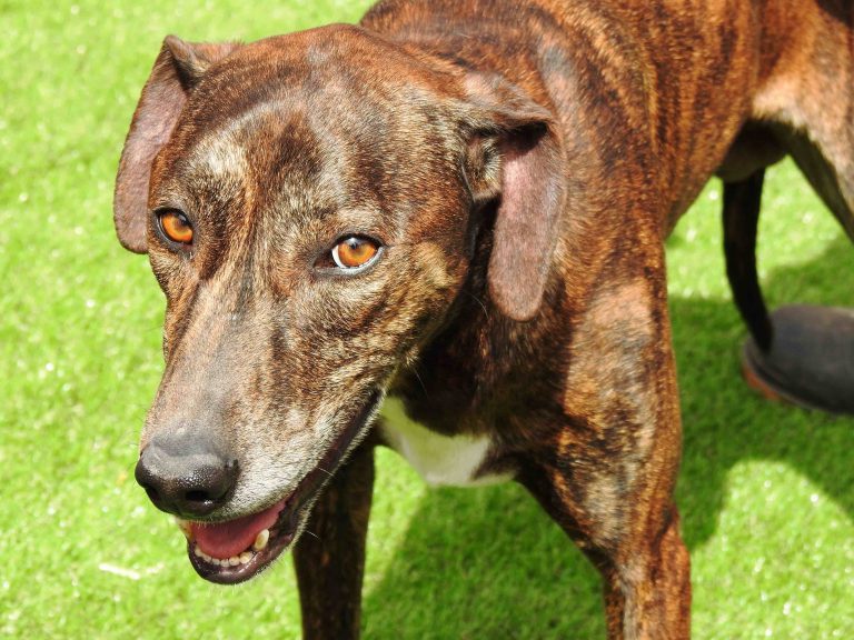 El Albergue Municipal de Agüimes utiliza las redes sociales para promover la adopción de animales