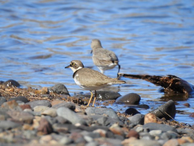 DSCN4595 Chorlitejo chico Correlimos común. Azaenegue Naturalistas.