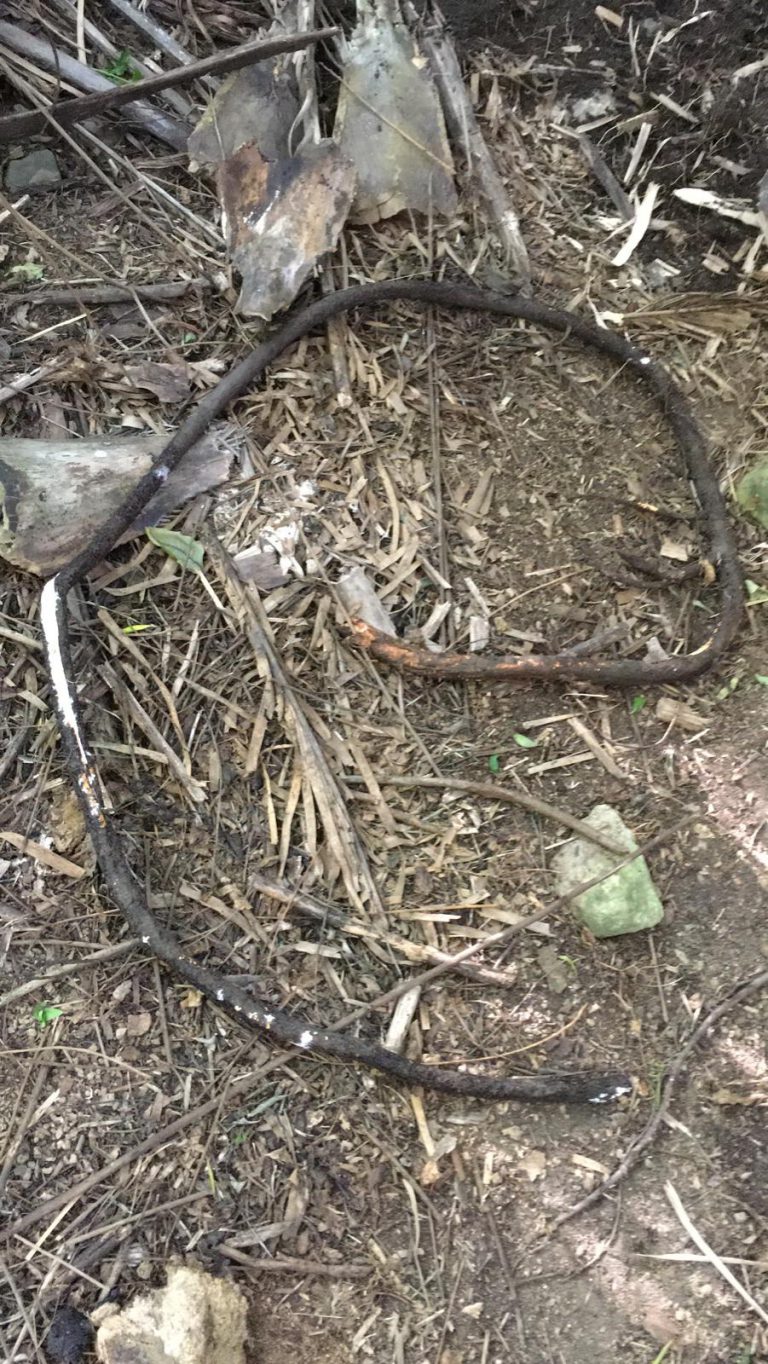 Un tapón de raíces bloquea el colector y provoca el vertido de aguas grises domésticas en el Barranco de Los Olivos