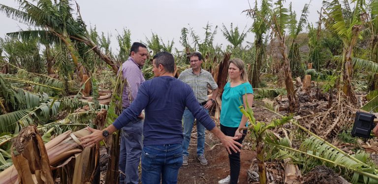 La consejera de Agricultura, Ganadería y Pesca del Gobierno de Canarias, Alicia Vanoostende y el vicepresidente y consejero de Agricultura de La Palma, José Adrián Hernández visitan las fincas afectadas por las rachas de viento