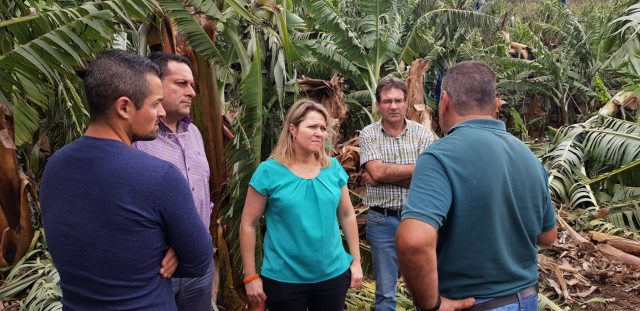 La consejera de Agricultura, Ganadería y Pesca del Gobierno de Canarias, Alicia Vanoostende y el vicepresidente y consejero de Agricultura de La Palma, José Adrián Hernández visitan las fincas afectadas por las rachas de viento 17 VisitaVanoostende2
