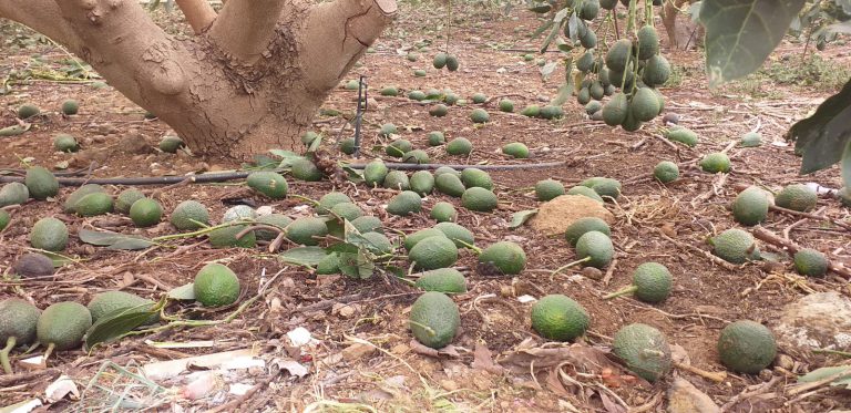 ASAGA Canarias solicita la declaración de zona catastrófica en los municipios más castigados