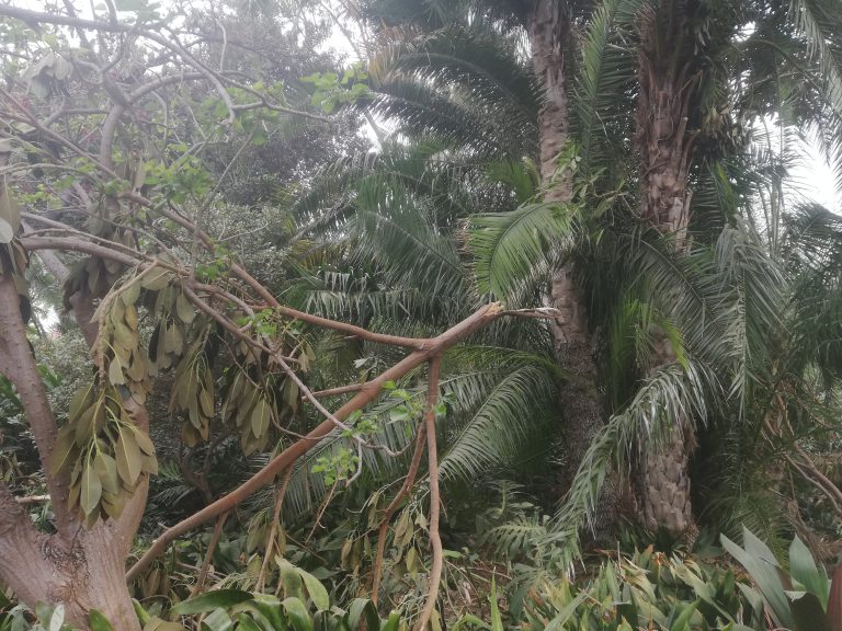El Jardín de Aclimatación de la Orotava permanecerá cerrado una semana debido a los destrozos provocados por el fuerte viento  
