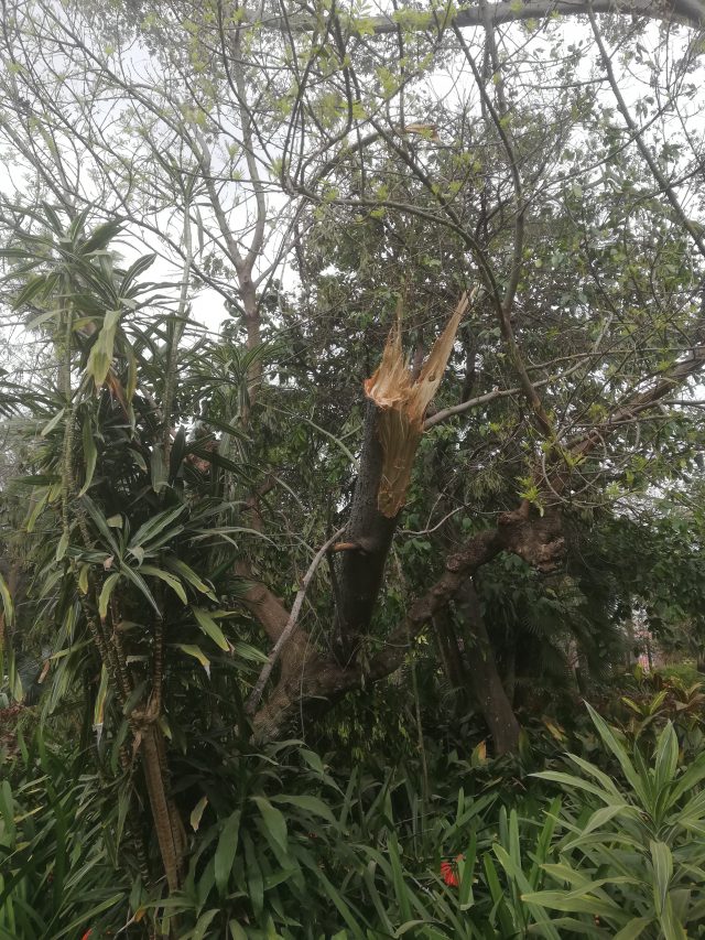 El Jardín de Aclimatación de la Orotava permanecerá cerrado una semana debido a los destrozos provocados por el fuerte viento   2 cierre3