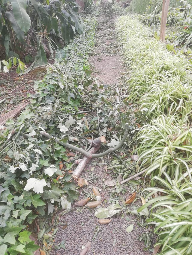 El Jardín de Aclimatación de la Orotava permanecerá cerrado una semana debido a los destrozos provocados por el fuerte viento   3 cierre4