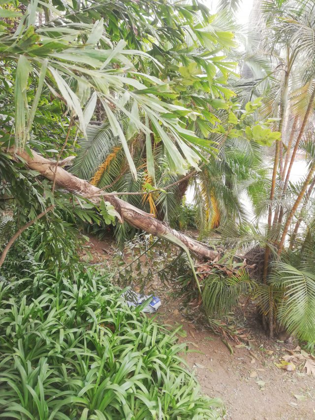 El Jardín de Aclimatación de la Orotava permanecerá cerrado una semana debido a los destrozos provocados por el fuerte viento   4 cierre5