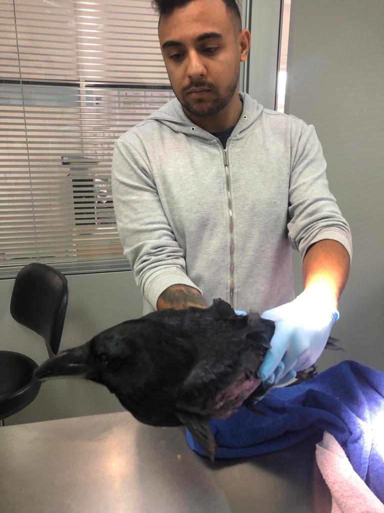 El Cabildo suelta al cuervo con lesiones aparentemente irrecuperables que en dos meses comenzó a volar por sorpresa