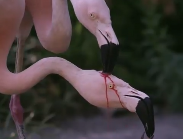 Aunque parezca mentira, estos flamencos no están peleando