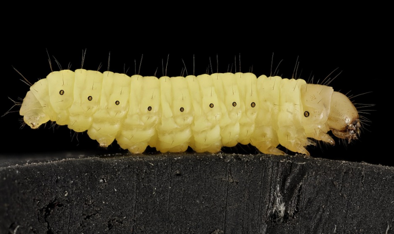 Una madre demanda a un fabricante de leche en polvo después de que su bebé vomitara un gusano