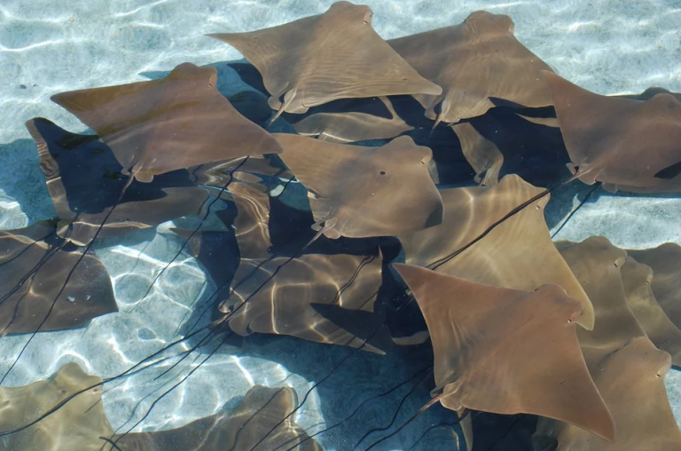 Graban un ejemplar único de mantaraya de color rosa