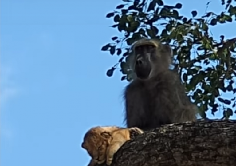 Un mono 'secuestra' un cachorro de león y lo retiene en la rama de un árbol